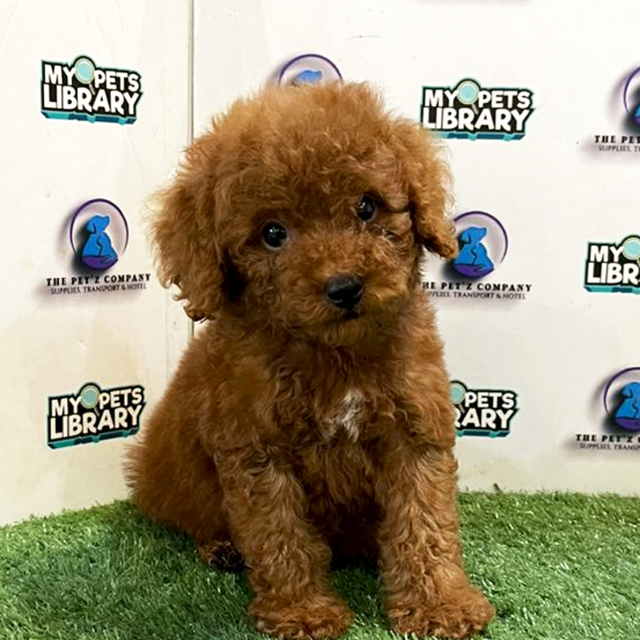 Toy Poodle Puppy (Male) For Sale