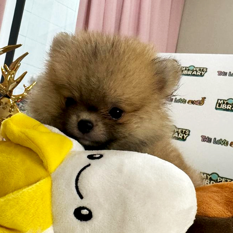 Tiny Teacup Pomeranian Puppy (Female) For Sale
