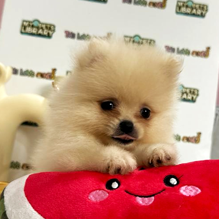 Tiny Pomeranian Puppy (Female) For Sale