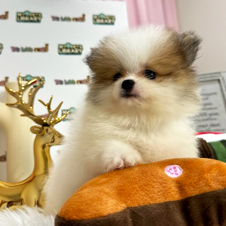 Tiny Pomeranian Puppy (Female) For Sale