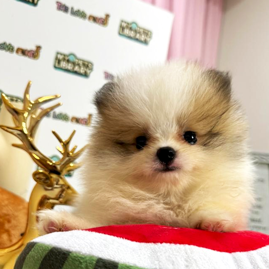 Tiny Pomeranian Puppy (Female) For Sale