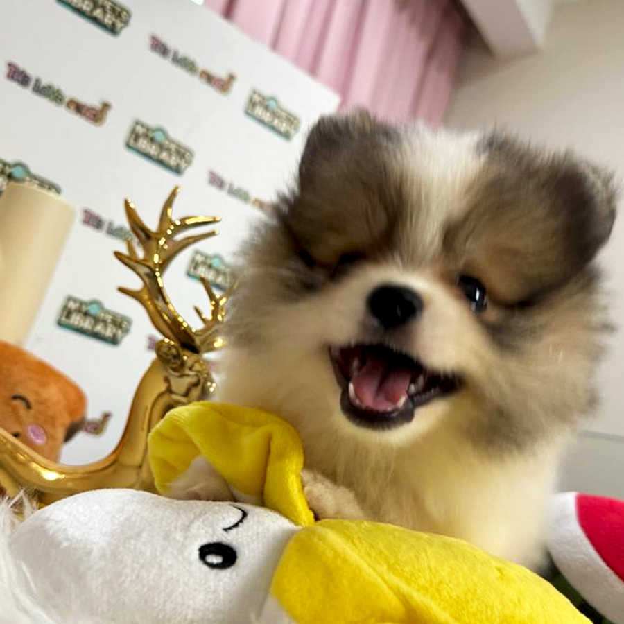 Tiny Pomeranian Puppy (Female) For Sale