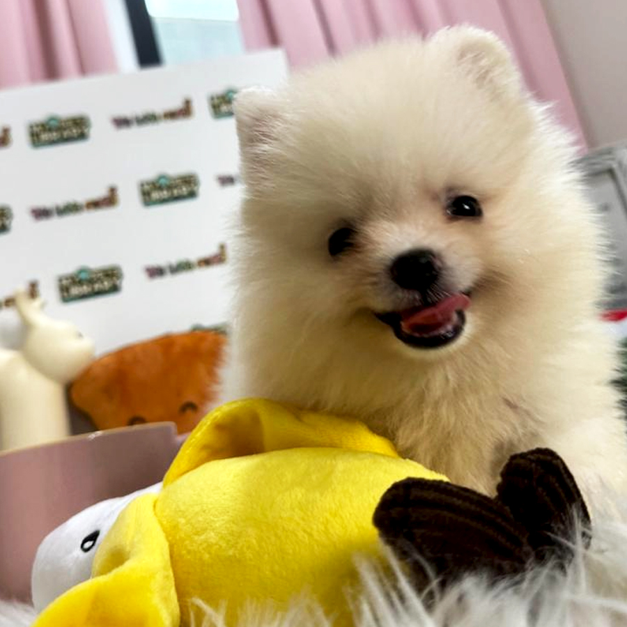 Tiny Pomeranian Puppy (Male) For Sale