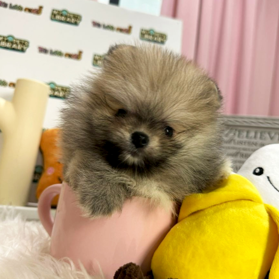 Tiny Teacup Pomeranian Puppy (Female) For Sale