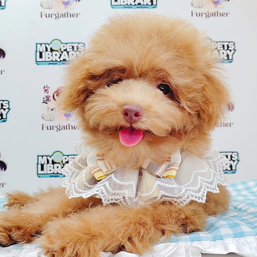 Poodle Puppy (Female) For Sale
