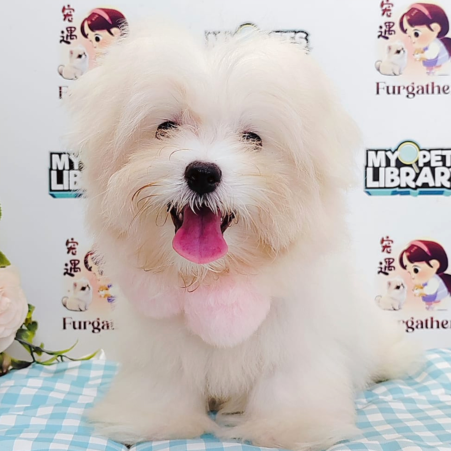 Tiny Maltese Puppy (Male) For Sale