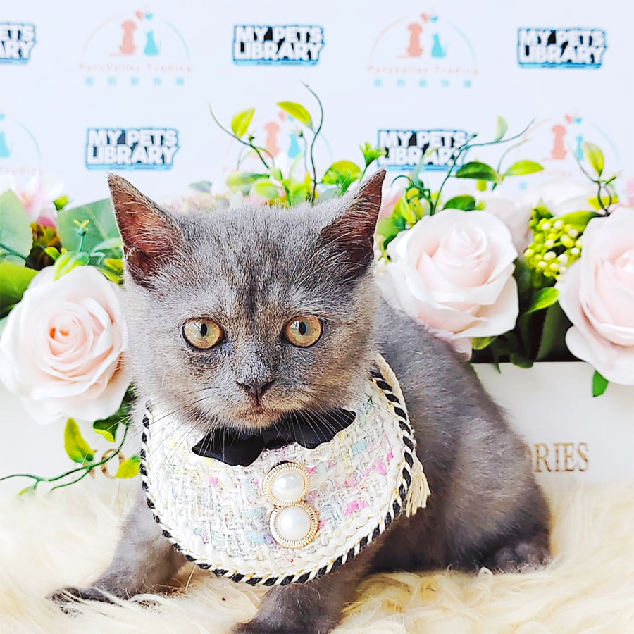 British Shothair Kitten (Female) For Sale