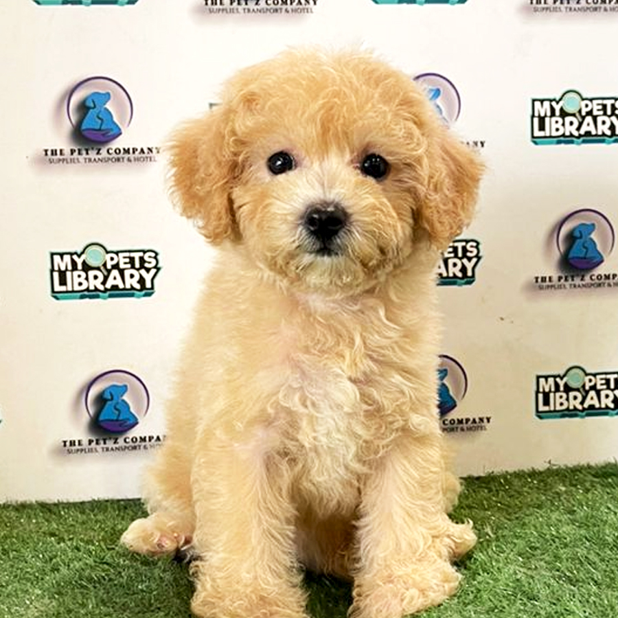 Toy Poodle Puppy (Female) For Sale