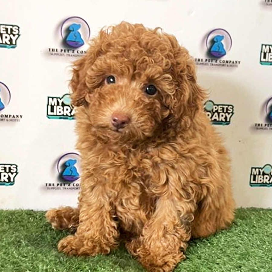 Toy Poodle Puppy (Male) For Sale