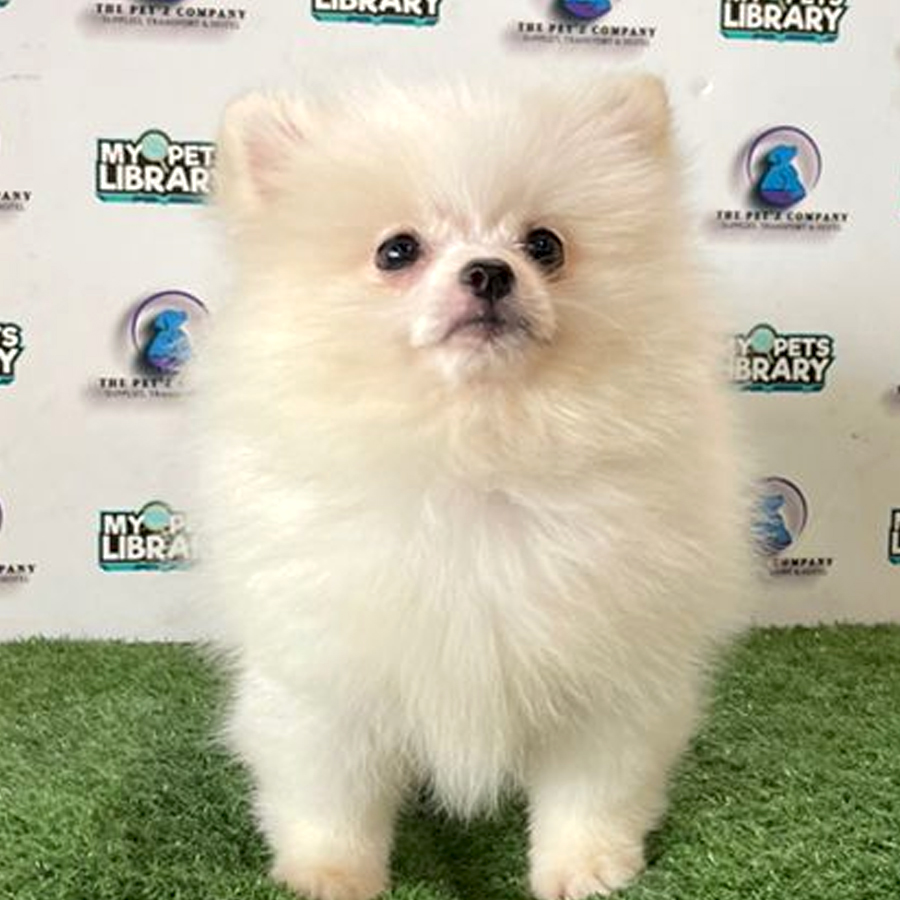 Pomeranian Puppy (Male) For Sale