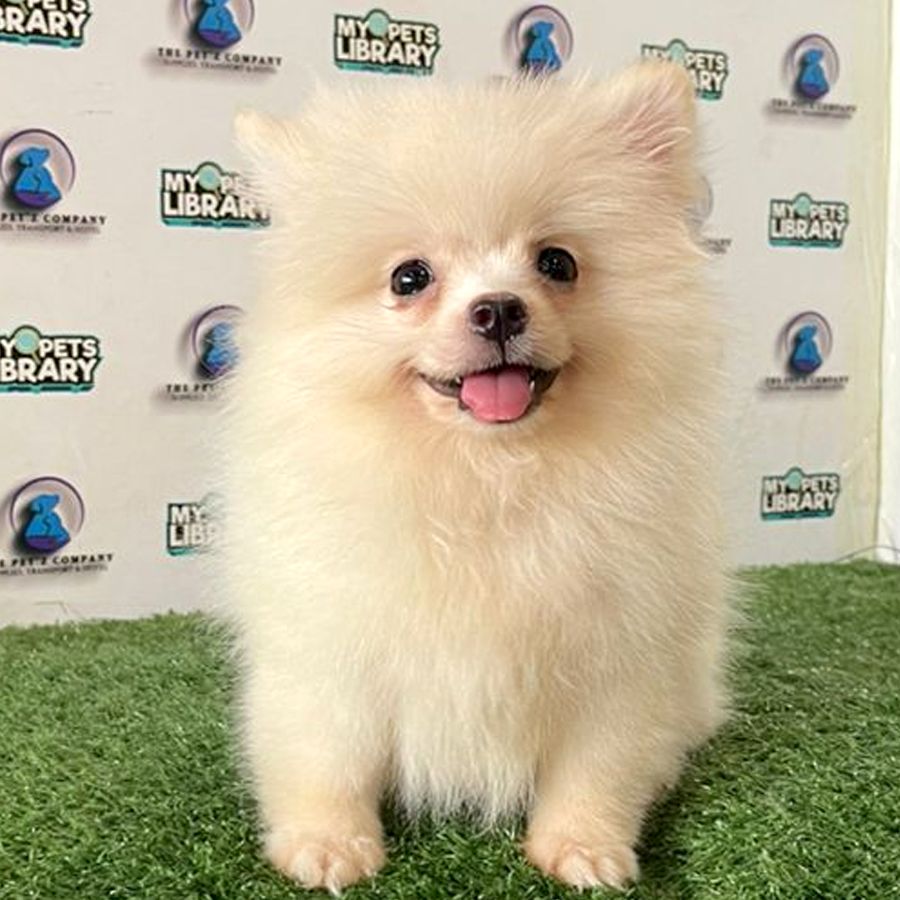 Pomeranian Puppy (Female) For Sale