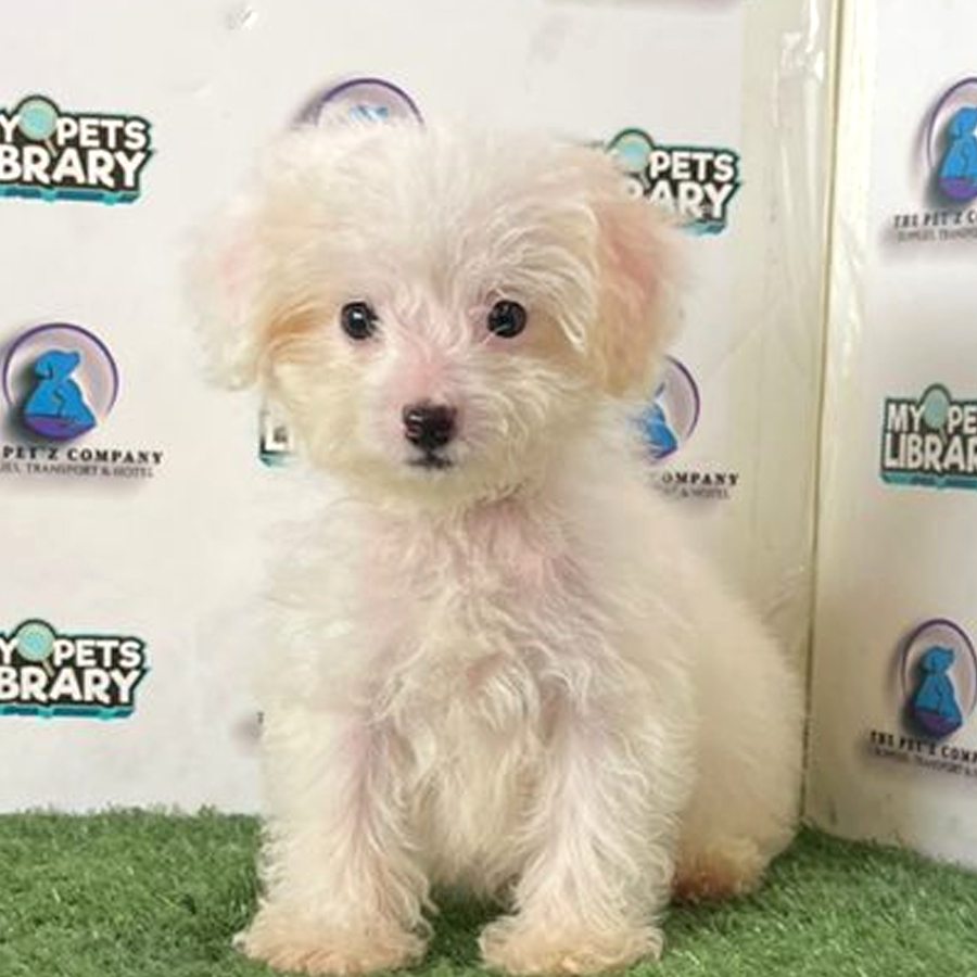 Toy Poodle Puppy (Male) For Sale