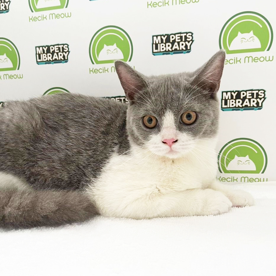 British Shothair Kitten (Male) For Sale