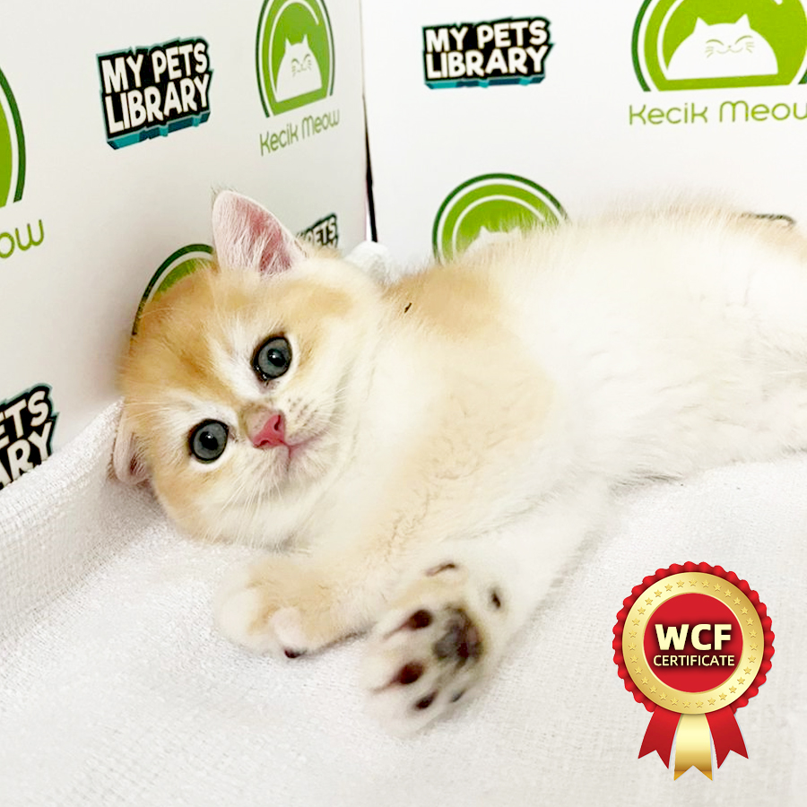 WCF British Shothair Kitten (Male) For Sale