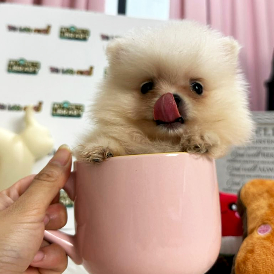 Tiny Teacup Pomeranian Puppy (Male) For Sale