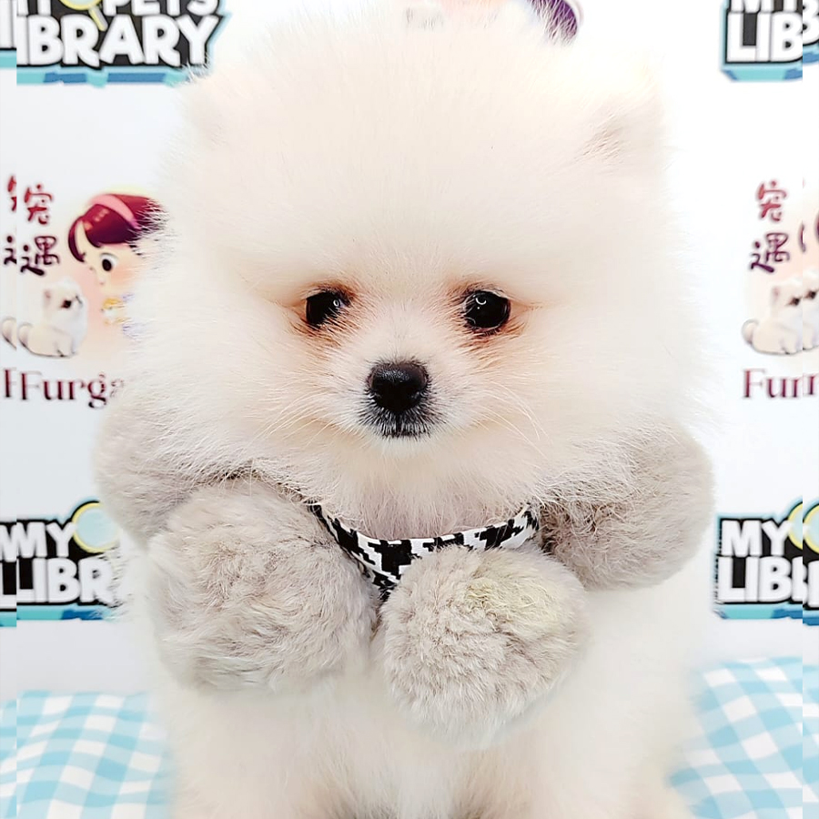 Pomeranian Puppy (Male) For Sale