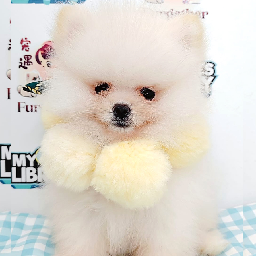 Pomeranian Puppy (Female) For Sale