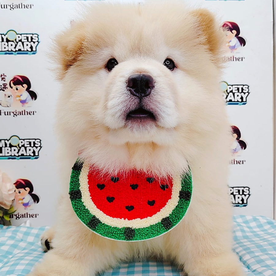 Chow Chow Puppy (Male) For Sale