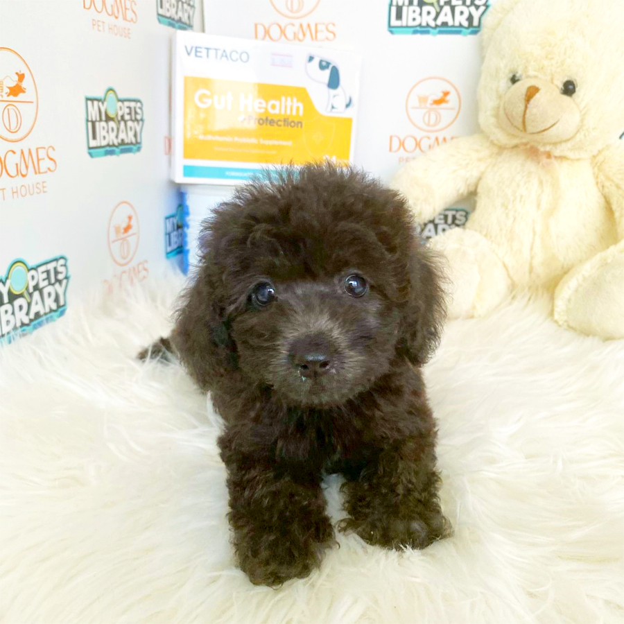 Toy Poodle Puppy (Male) For Sale