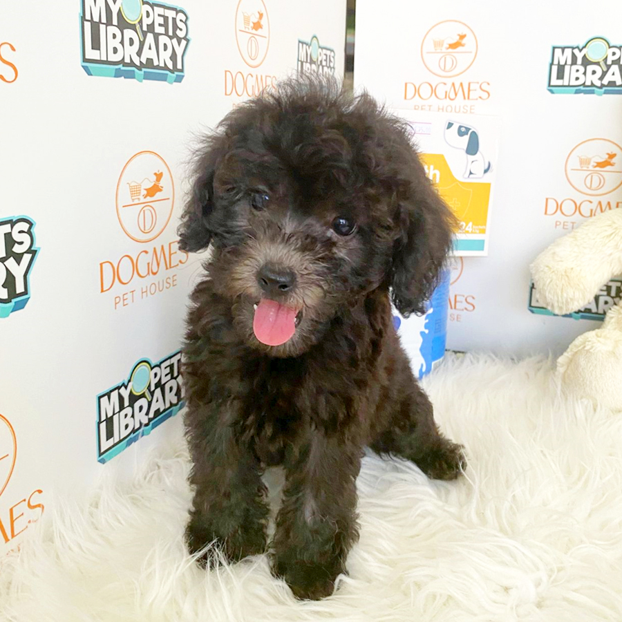 Toy Poodle Puppy (Male) For Sale