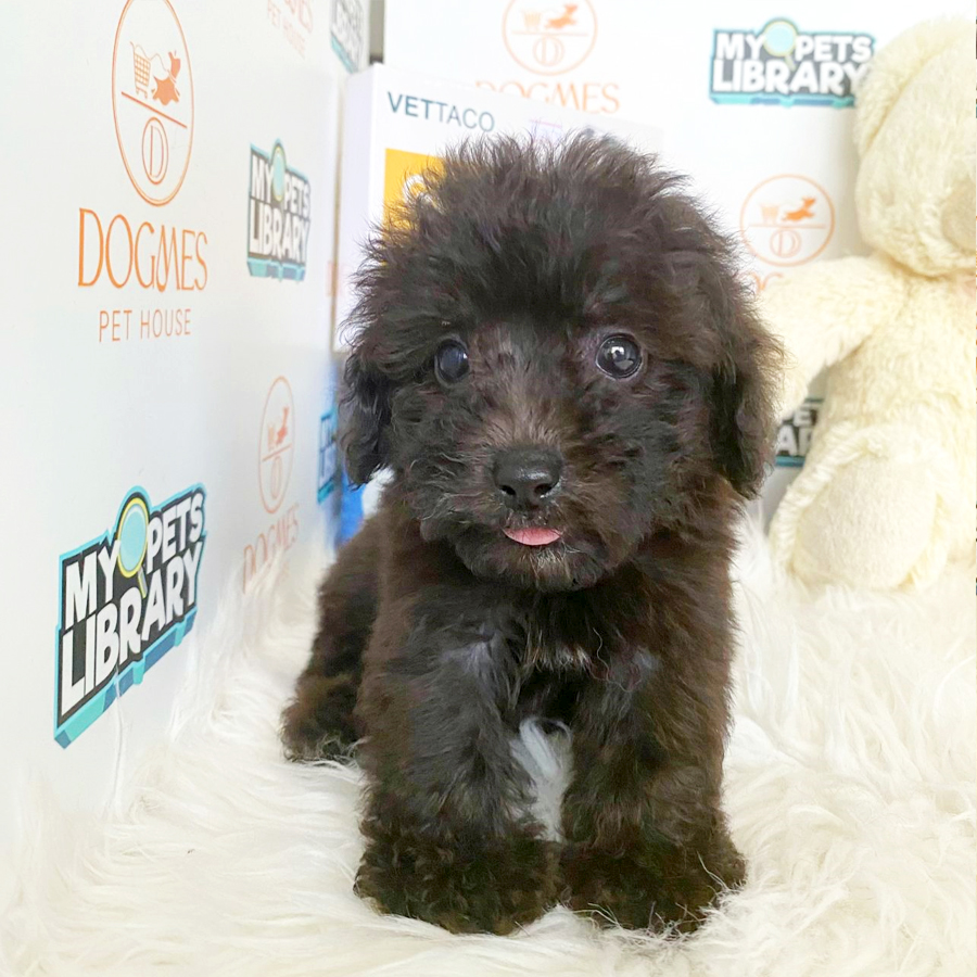 Toy Poodle Puppy (Male) For Sale