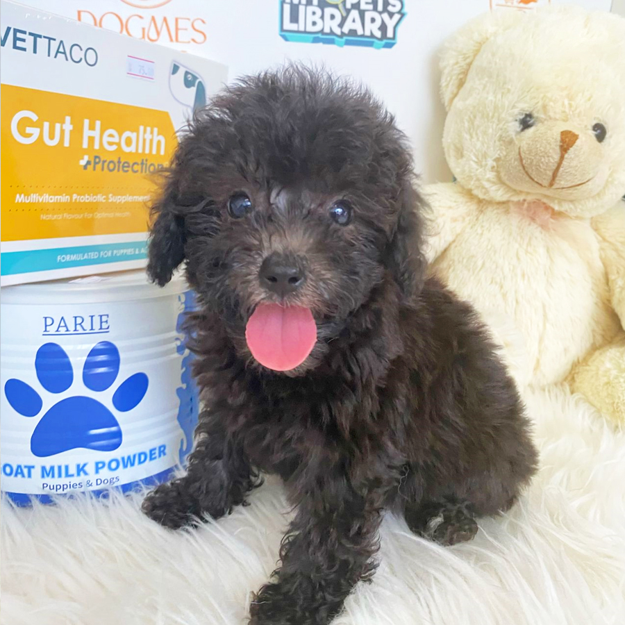 Toy Poodle Puppy (Female) For Sale