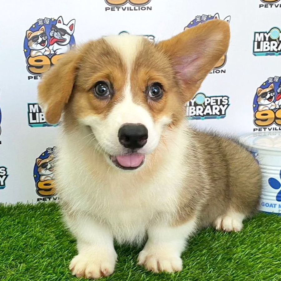 Welsh Corgi Puppy (Male) For Sale