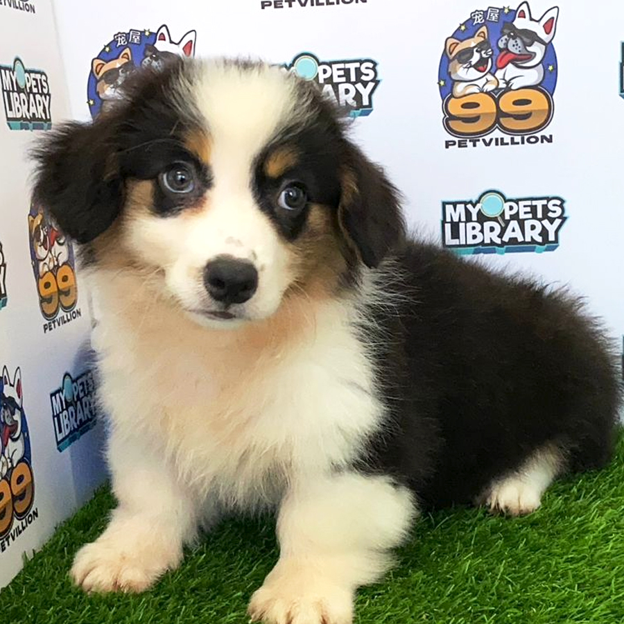 Welsh Corgi Puppy (Female) For Sale