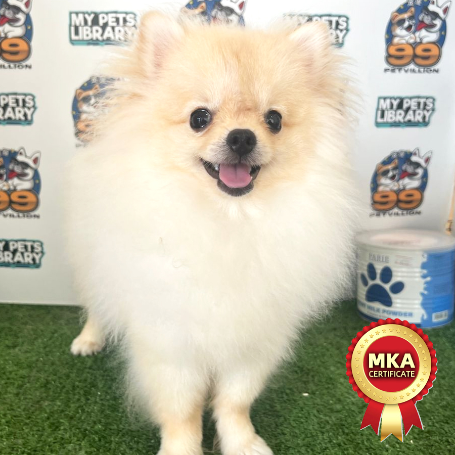 MKA Tiny Pomeranian Puppy (Male) For Sale