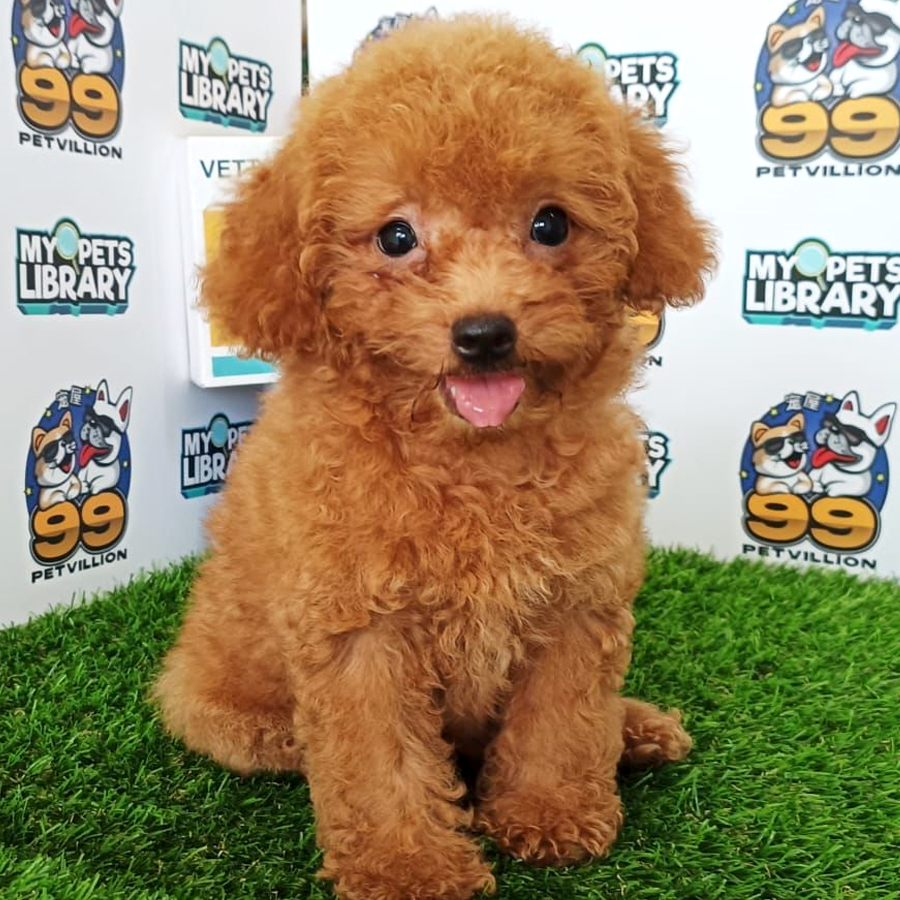 Toy Poodle Puppy (Female) For Sale