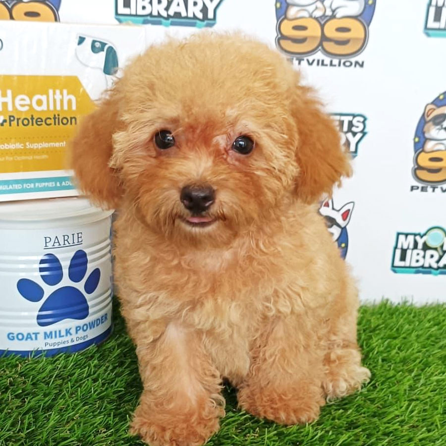 Toy Poodle Puppy (Female) For Sale