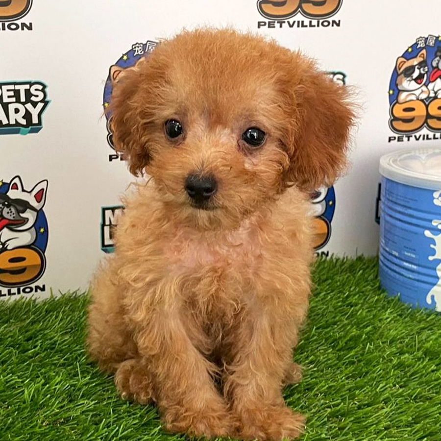 Toy Poodle Puppy (Female) For Sale