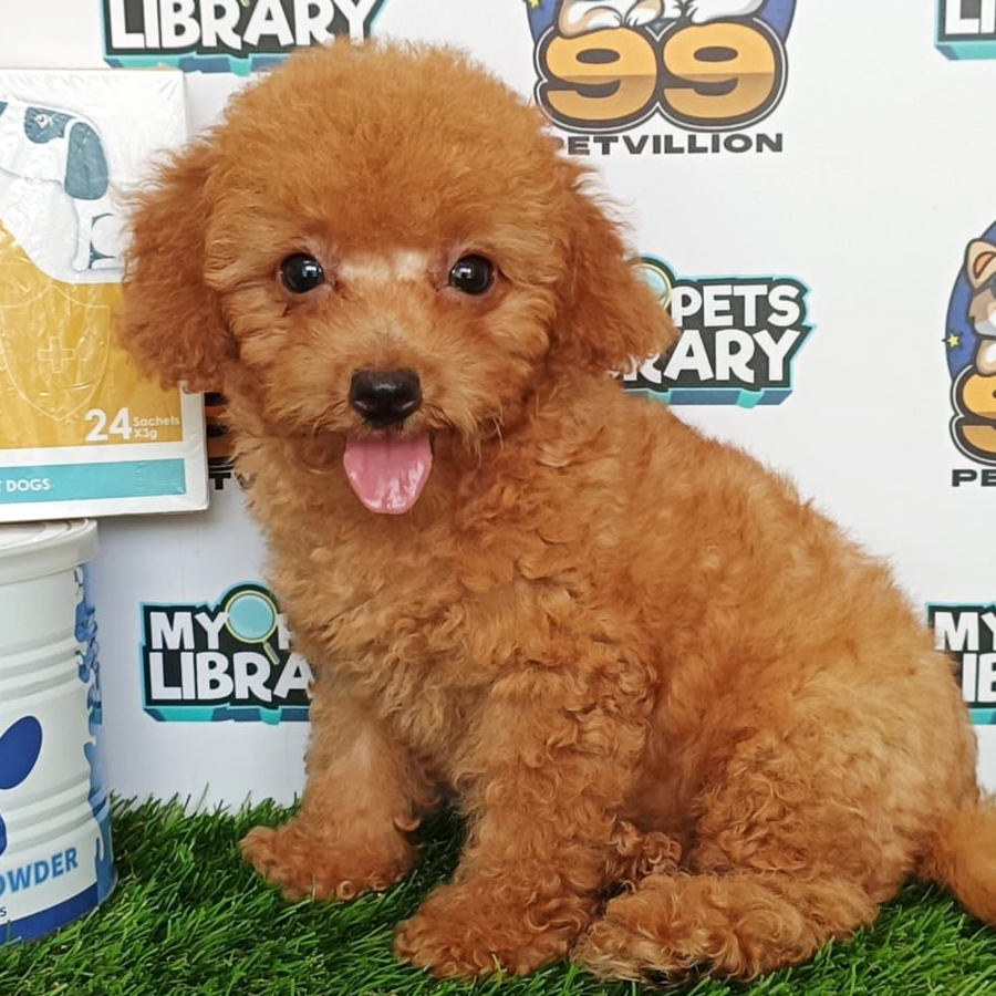 Toy Poodle Puppy (Female) For Sale