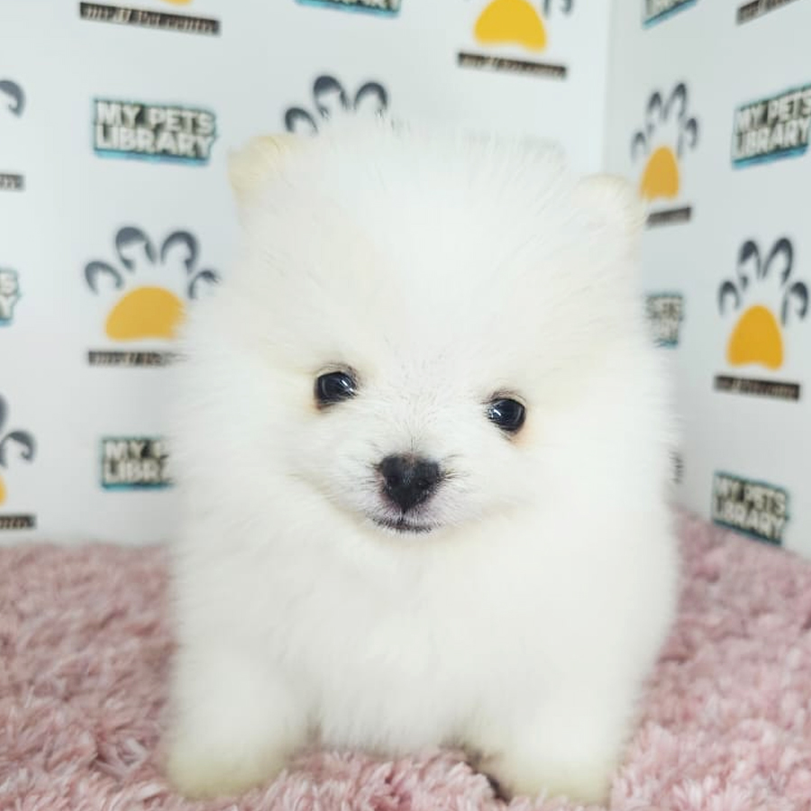 Teacup Pomeranian Puppy (Female) For Sale