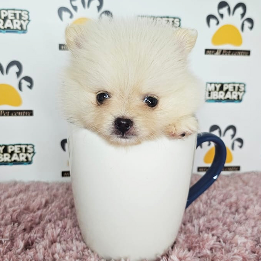 Teacup Pomeranian Puppy (Female) For Sale