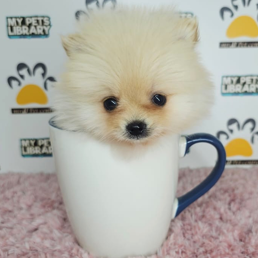 Teacup Pomeranian Puppy (Female) For Sale