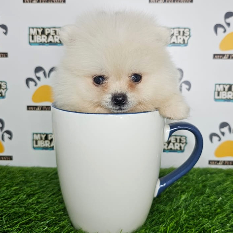 Teacup Pomeranian Puppy (Male) For Sale