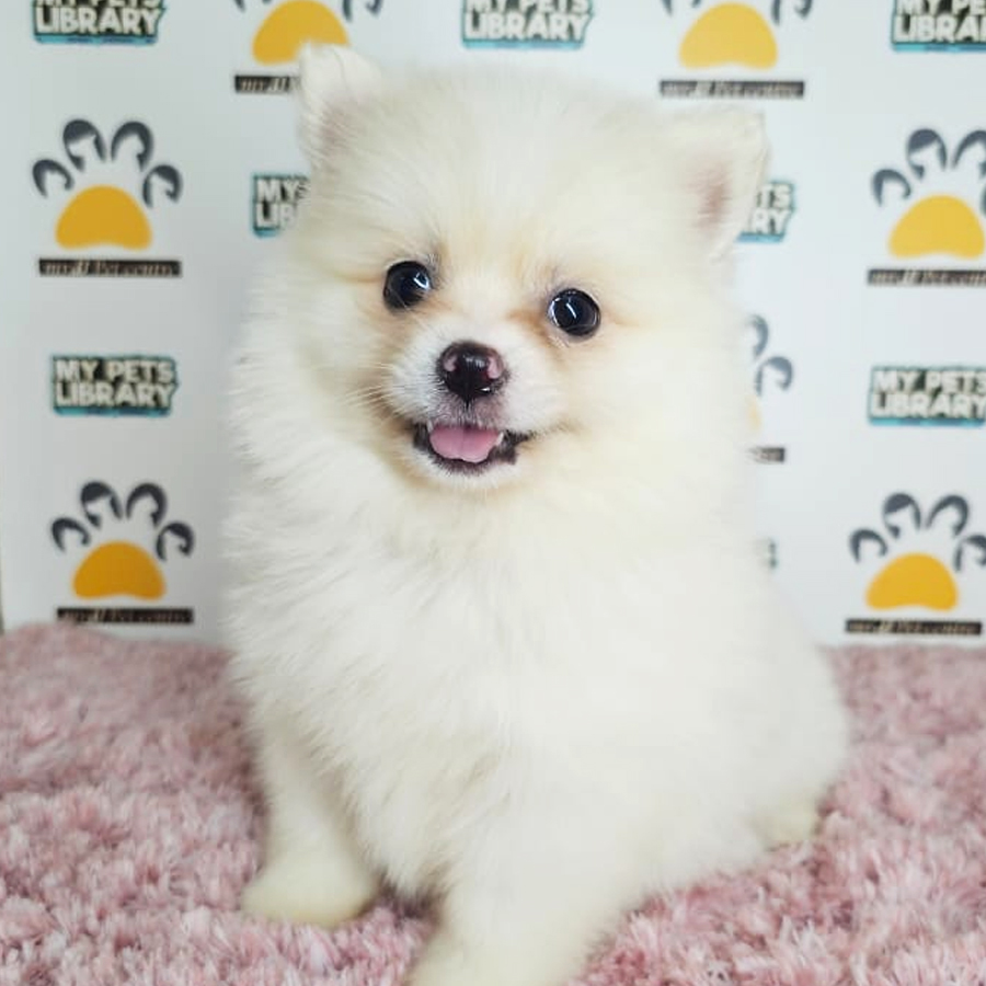 Tiny Pomeranian Puppy (Female) For Sale