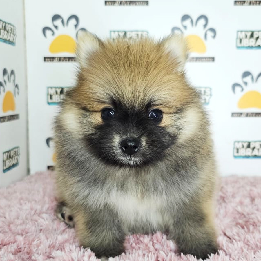 Tiny Pomeranian Puppy (Female) For Sale