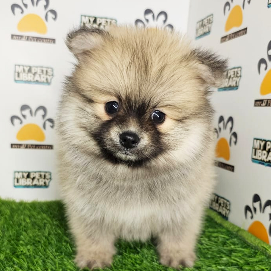 Tiny Pomeranian Puppy (Male) For Sale