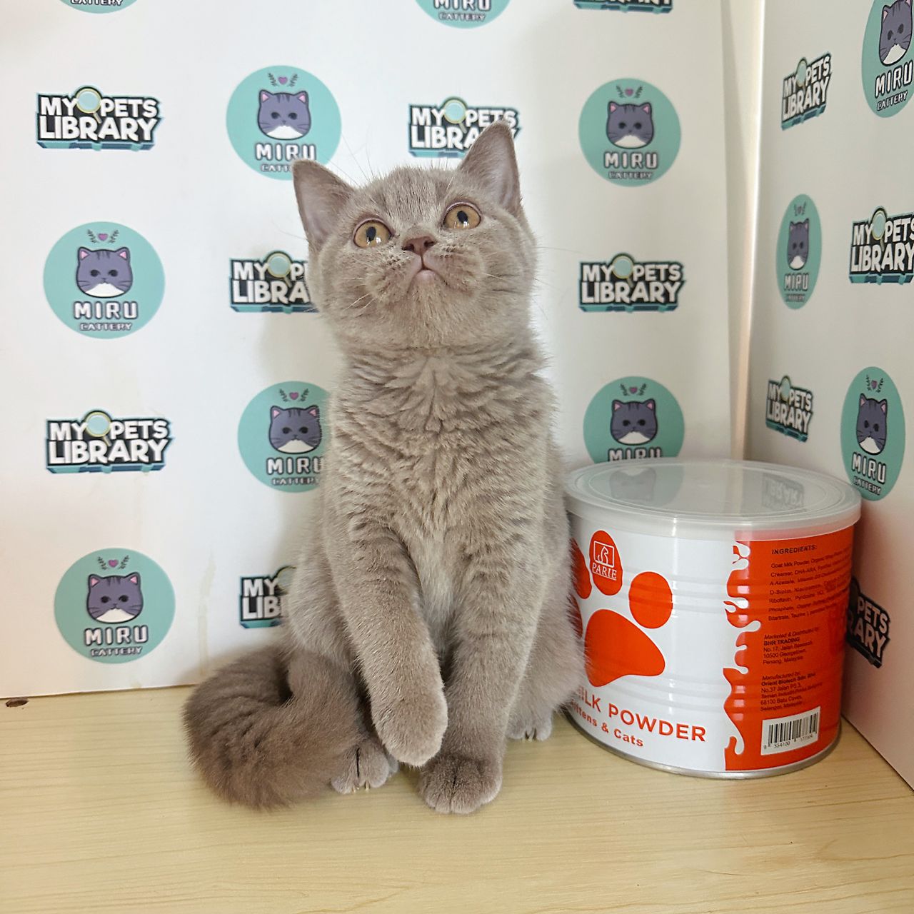 British Shorthair Kitten (Female) For Sale