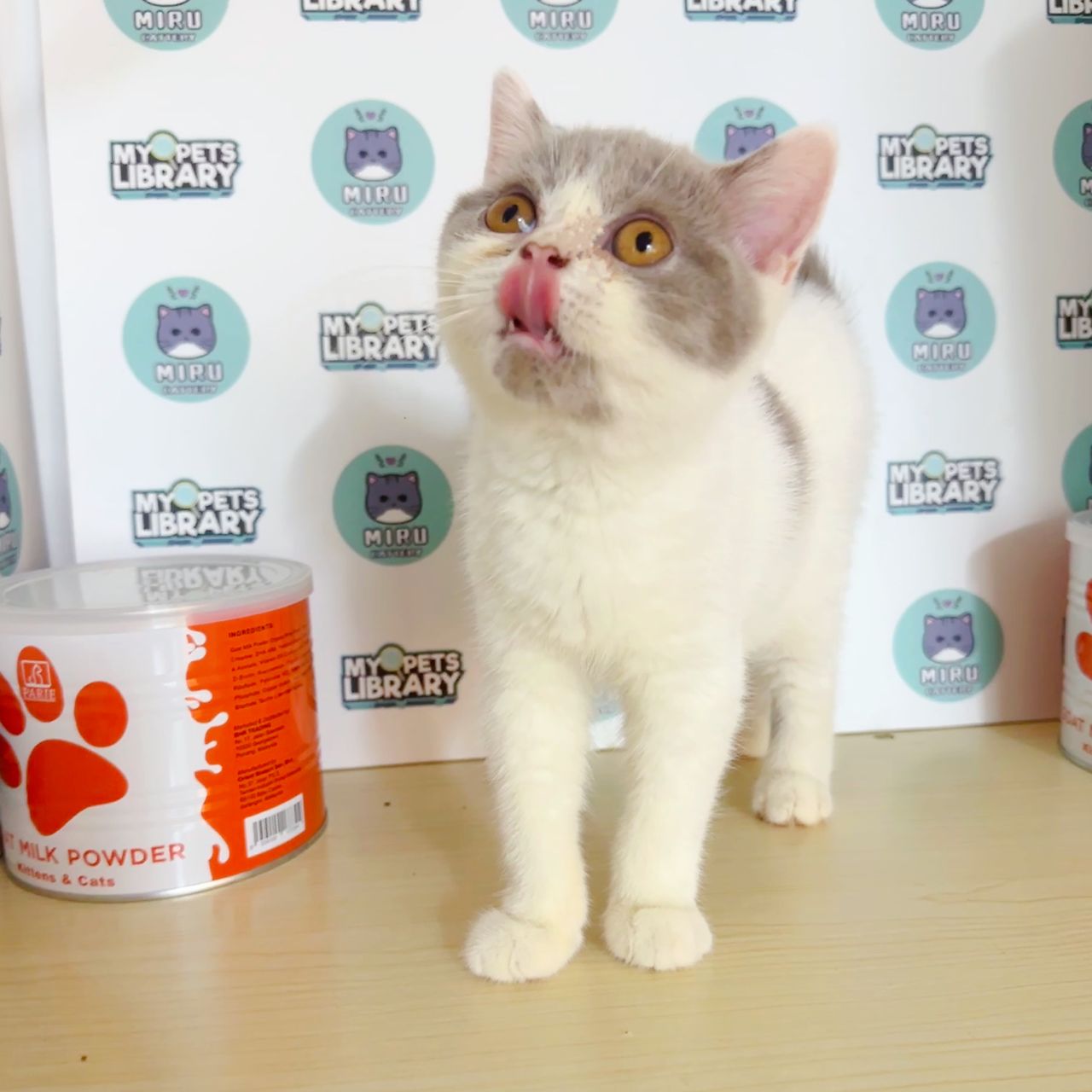 British Shorthair Kitten (Female) For Sale