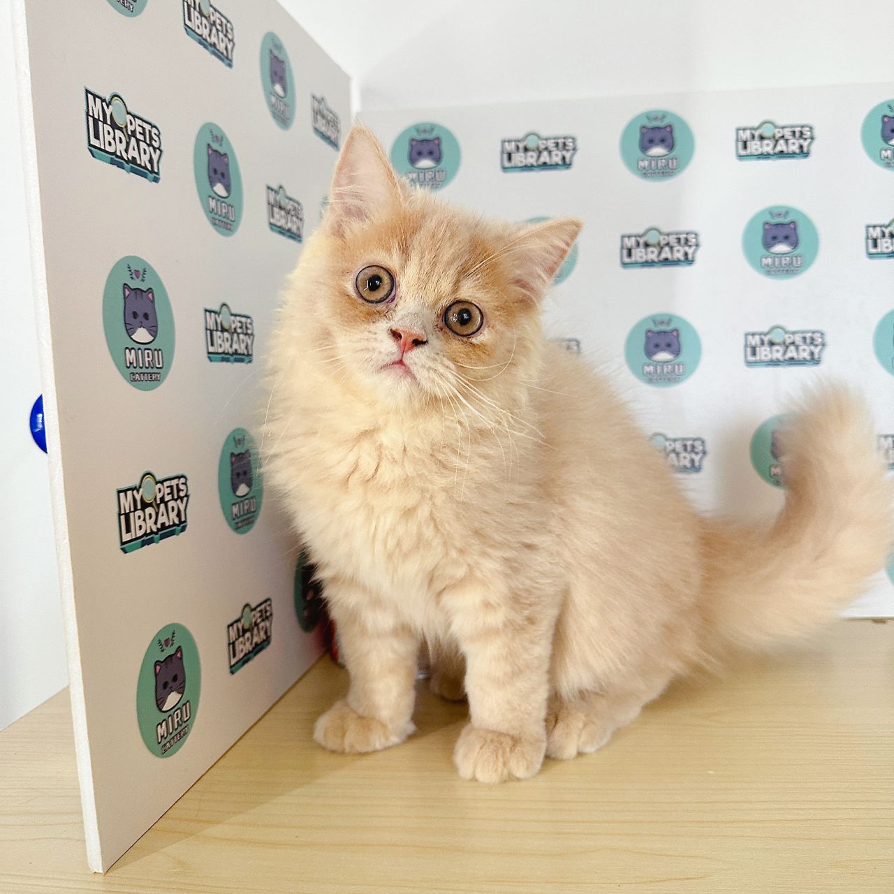 Persian Kitten (Male) For Sale