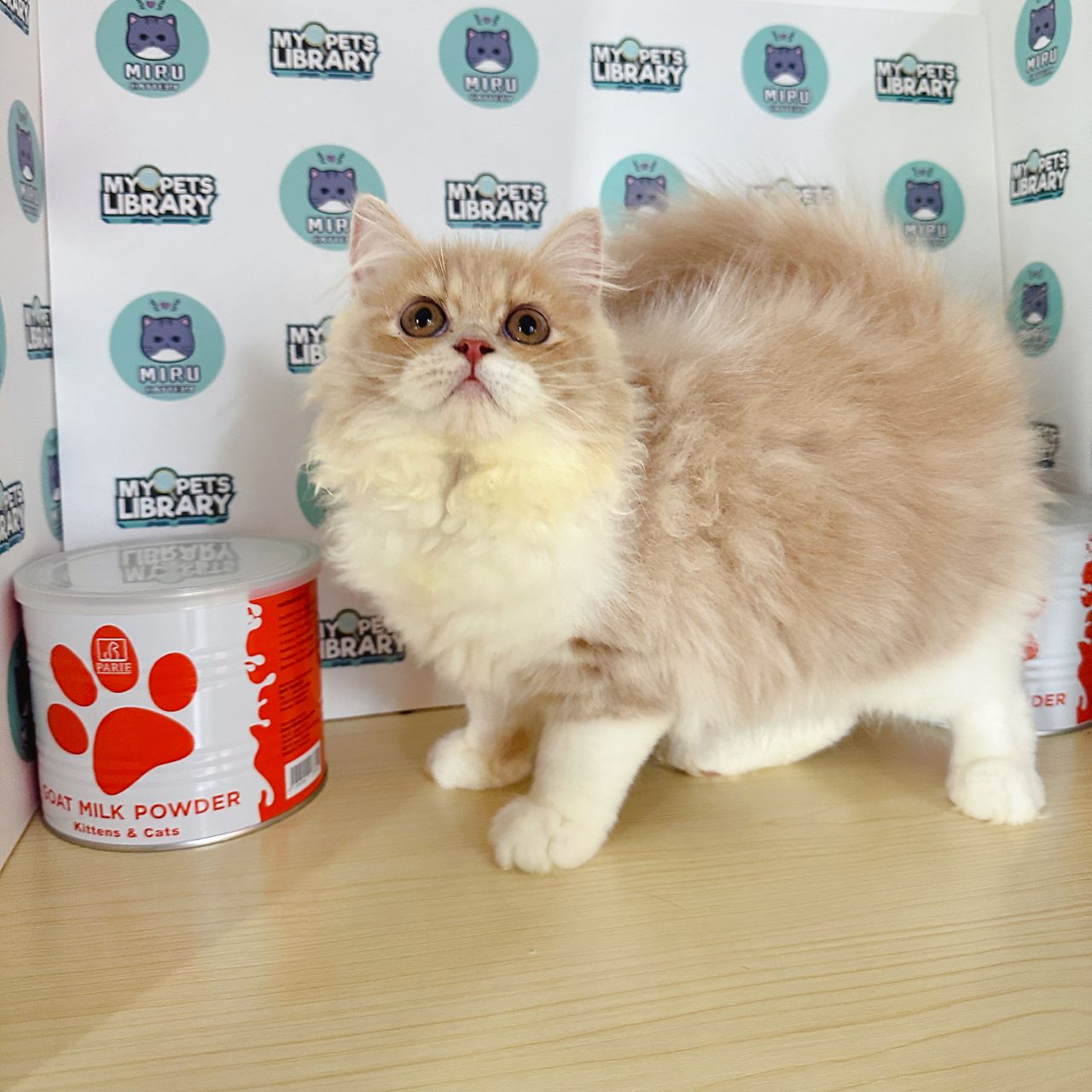 Persian Kitten (Male) For Sale