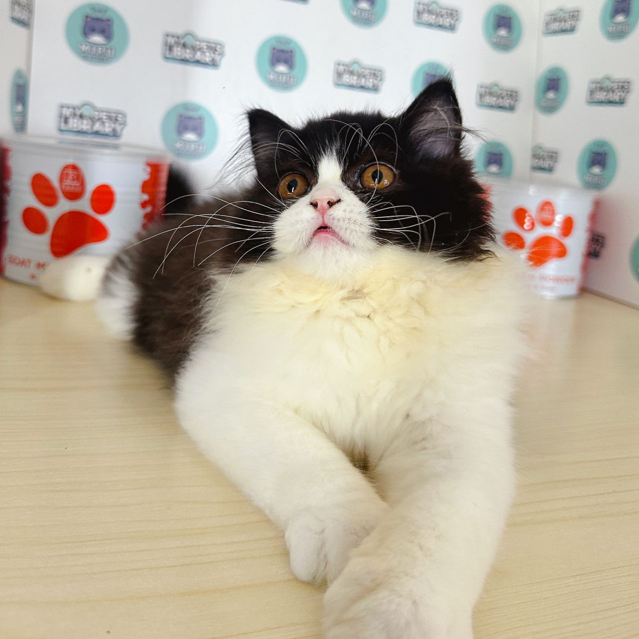 Persian Kitten (Male) For Sale
