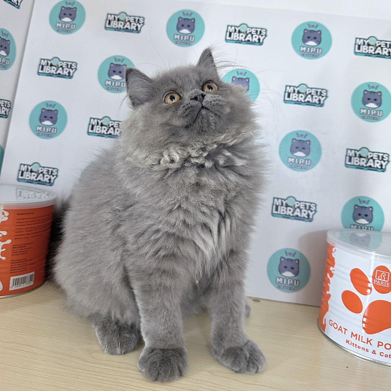 Persian Kitten (Male) For Sale