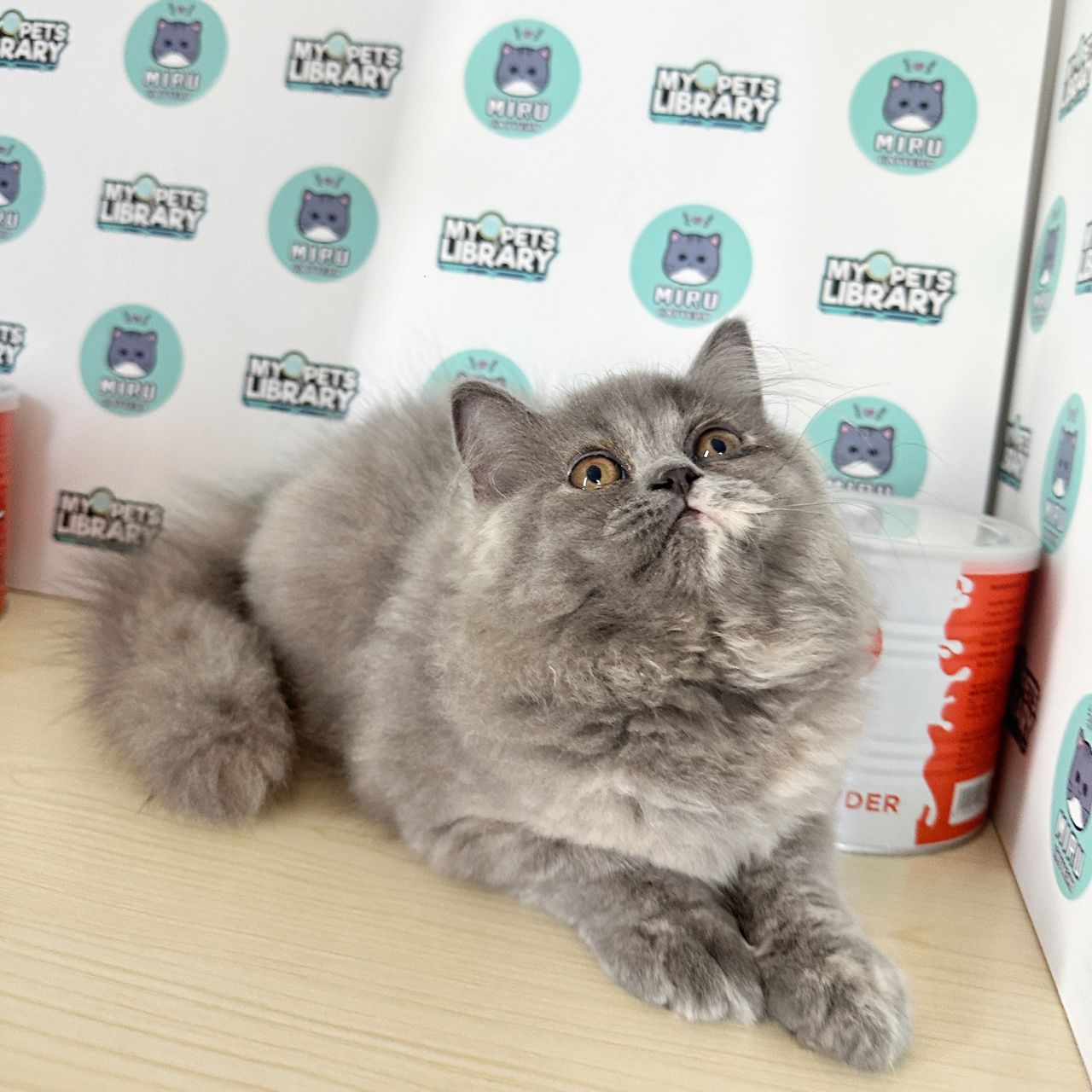 Persian Kitten (Female) For Sale