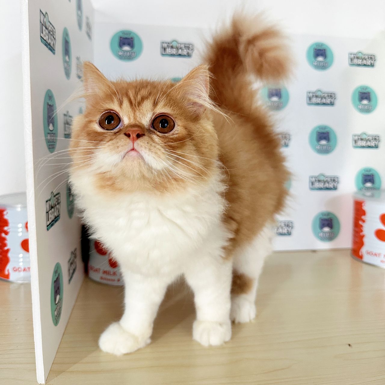 Persian Kitten (Male) For Sale