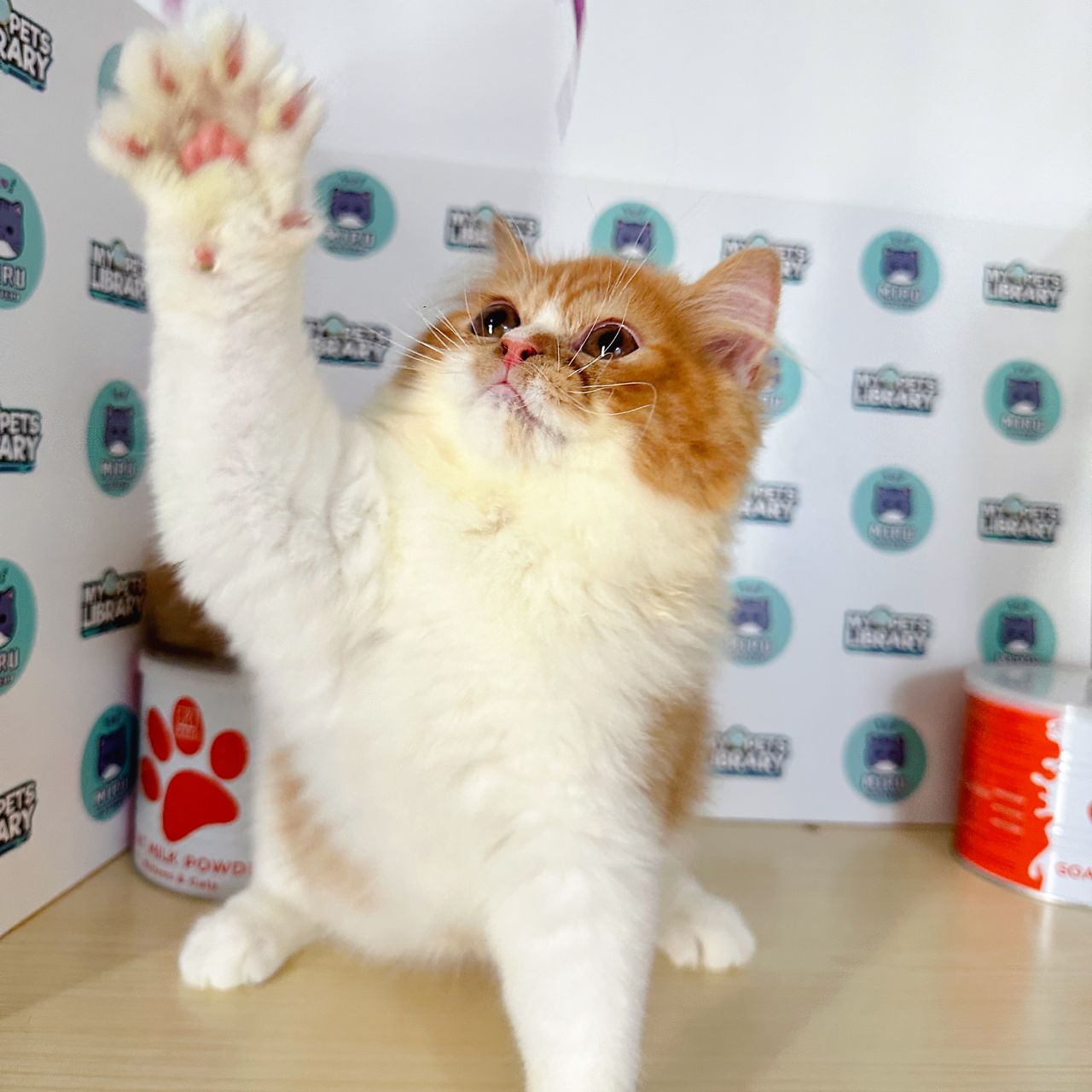 Persian Kitten (Male) For Sale