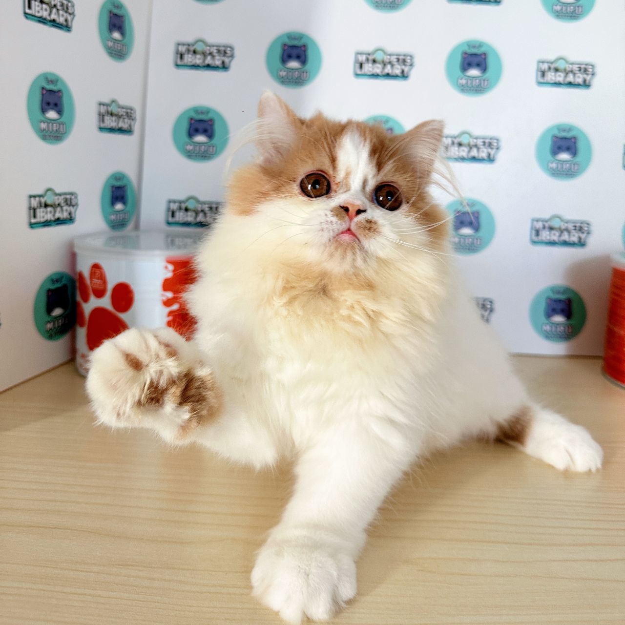 Persian Kitten (Male) For Sale